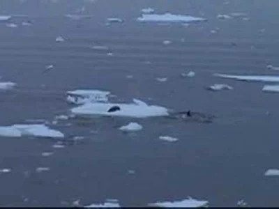 trebeter - orki polujące na fokę