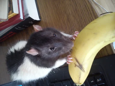 s.....k - Siedzę przy stole, przy prawej ręce mam banana. Przybiega szczurek (włazi p...