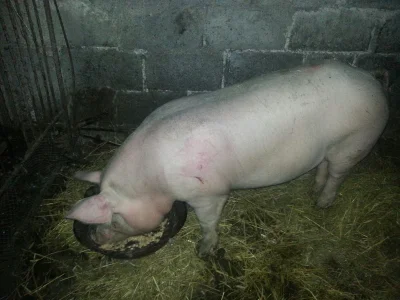 PomaranczowyKrol - Co sądzicie o mojej świni? #pokazswinie #trzodaboners