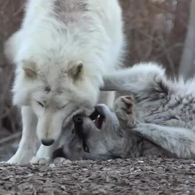 Wulfi - Wilczkowanie ( ͡° ͜ʖ ͡°)

#wilk #zwierzaczki #smiesznypiesek #zwierzeta #wu...