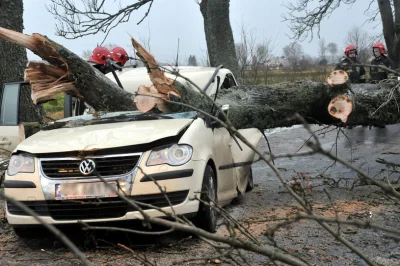 S.....1 - @Crusier: Albo wycinać uschnięte drzewa. Dzisiaj w mojej okolicy na drogę s...