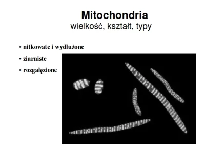 bioslawek - Mitochondria - wielkość, kształt, typy



http://www.uj.edu.pl/docume...
