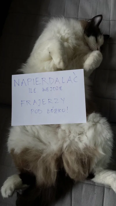 fredperry - Sylwestrowe przesłanie od mojego kota
#pokazkota #koty #strzelamwsylwest...
