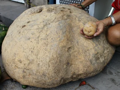 testcba0001 - 80 kilogramowy ziemniak i normalny ziemniak

#ziemniak #pyra #kartofel ...