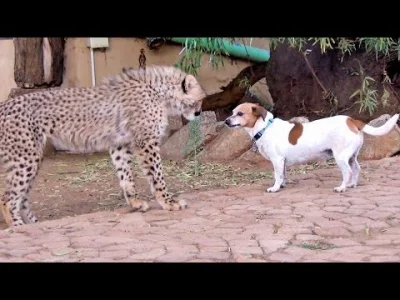 orkako - @Krupier: Bo tak.
#!$%@? od lwa:
https://cheetahchamps.weebly.com/uploads/...