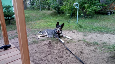 Gandezz - @navyblue bardzo dobrze, że kolejny psiak został pokochany :)
Luna rozrabia...