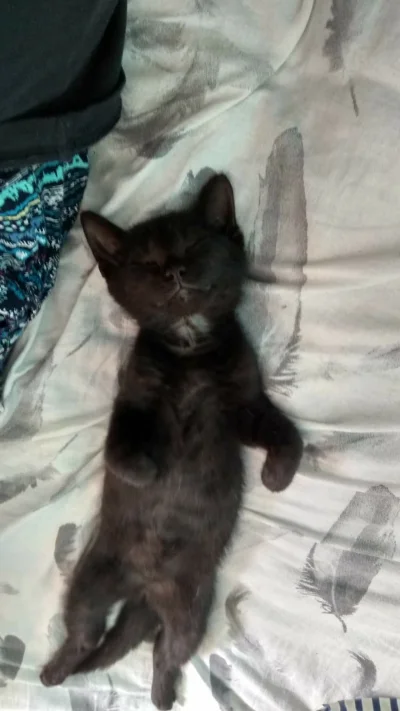 drutex12 - #pokazkota #koty #smiesznypiesek
Czuje dobrze człowiek