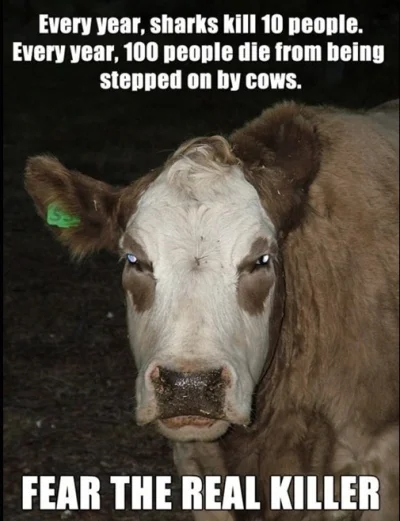 h.....f - Krowy to też dobrze maskujący się zabójcy