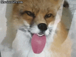 FrauWolf - @ChinpokoMonn: 4,9%, czuje sie jak ten lisek ;__;
@emasele: Raczej trochę...