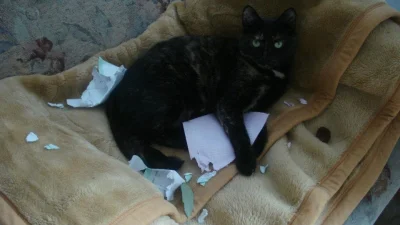 sardyn - Mój kot jest super. Lubi kartki, szczególnie dokumenty ;]



#kotysazajebist...