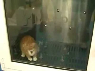 Pawci0o - Automatyczna myjnia dla kotów / psów:
(ʘ‿ʘ)

SPOILER