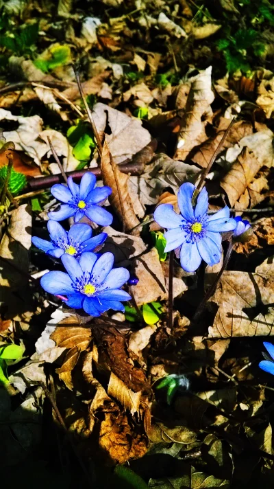 R.....l - Wiosna ( ͡° ͜ʖ ͡°)

#earthporn #flower #kwiaty #makro #fotografia