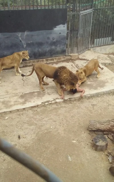 pankelo - Dziś rano nagi facet skoczył do klatki z lwami w zoo w Santiago. W jego ubr...