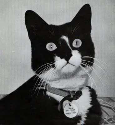 mikau - @zuzannagryzmoli: Twój kot jest następnym wcieleniem Oskara - kota Bismarcka....