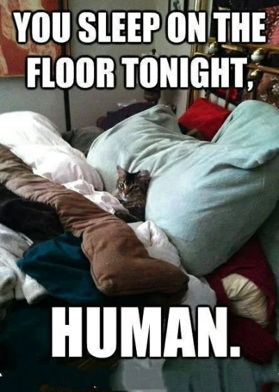 templlar - #koty #heheszki