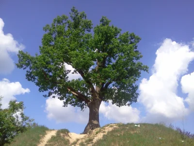 A.....e - @AndrzejDudaKrolemJest: 

Potocznie nazywany Drzewem samobójców, Wisielce...