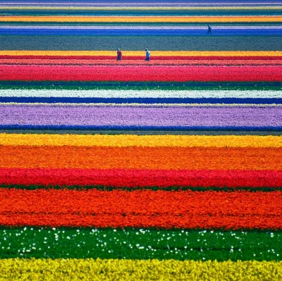 Sensitive - Pole tulipanów, Holandia 



#fotografia #holandia #europa #tulipany #cie...