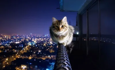 Dorotabb - Co ten kot!

#koty #heheszki #humorobrazkowy #kotalke #ladnezdjecie