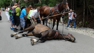 Altru - #zakopane #polska #lato #upal #morskieoko

Upał nie upał nad morskie Oko tr...