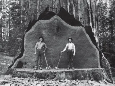 starnak - @R187: 44 Vintage Photos of Lumberjacks Who Felled Big Trees in the Early 2...