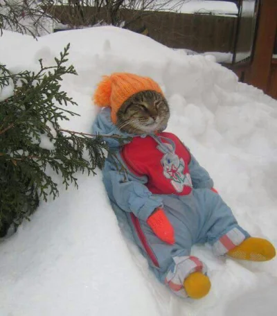 dzasny - #Kot #zima #smiesznykotek