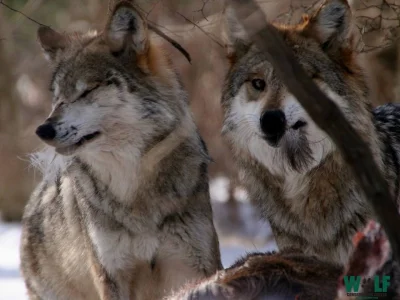 Warwick - Wilki i kojoty odczuwają smutek i żałobę jak ludzie

Mamy wiele wspólnego...