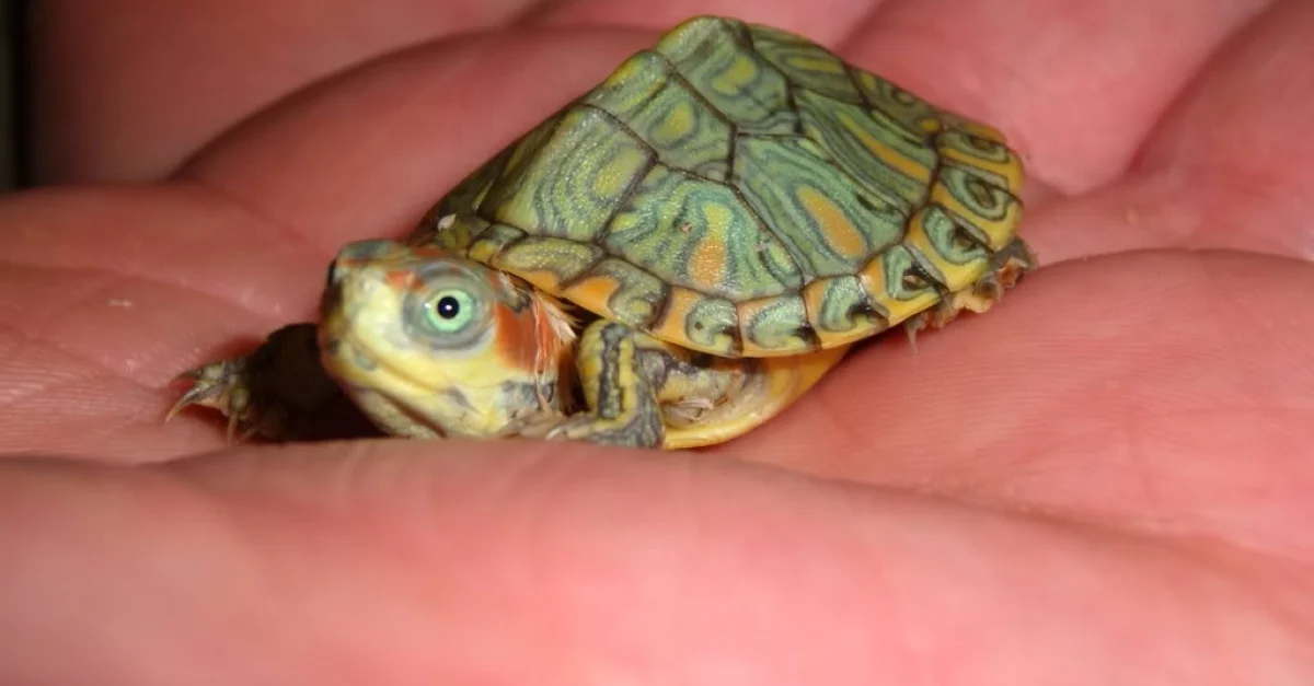 Черепаха рост. Красноухая черепаха. Черепашка красноухая маленькая. Маленькие красноухие Черепашки. Красноухая черепаха взрослая.
