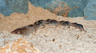 CherryJerry - @LeftShift: 
https://www.livescience.com/59962-caravan-of-shrews.html