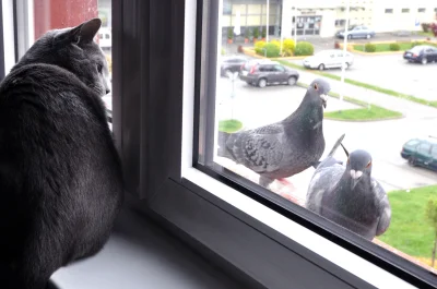 puddin - Ambroży całymi dniami gapi się w okno i ogląda latające ptaki. Ostatnio jede...