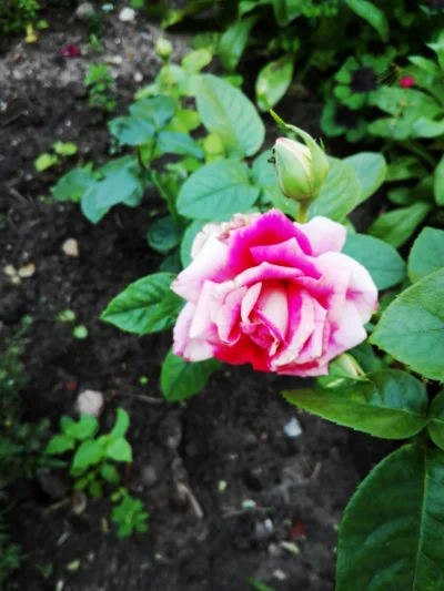 laaalaaa - Róża nr 43/100 ( ͡° ͜ʖ ͡°)
#mojeroze #chwalesie #mojezdjecie #ogrodnictwo