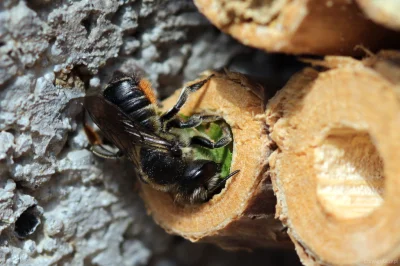 M.....e - Miesierka niedopaska (Megachile versicolor) przy gnieździe z czarnego bzu (...