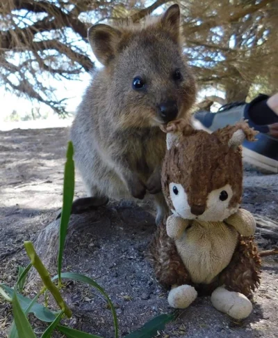 aloszkaniechbedzie - #quokkanadzis #quokkanawczoraj #quokka #zwierzaczki 

Sorki za s...