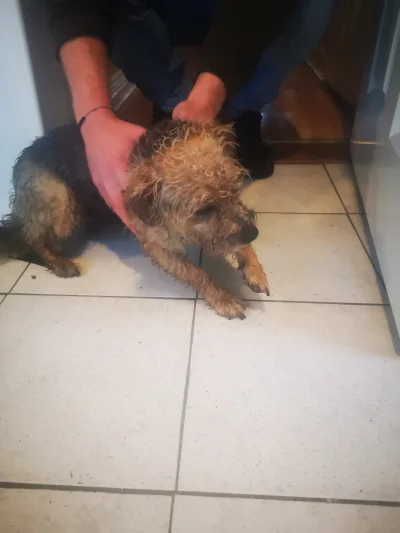 emre899 - To kundel czy jak rasa? 
#pies