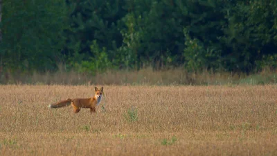 sedros - Lis spotkany 2 września koło Zimnej Wody niedaleko Łukowa. Tylko spójrzcie n...