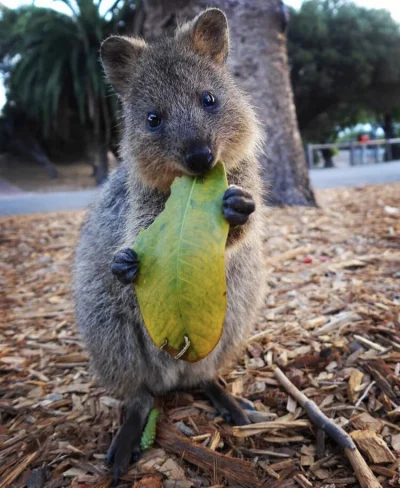 aloszkaniechbedzie - #quokkanadzis #quokkanawczoraj #quokka #zwierzaczki