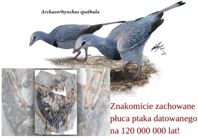 bioslawek - Znakomicie zachowane płuca ptaka datowanego na 120 000 000 lat!


Wewn...