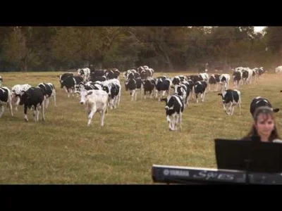 starnak - Florida Dairy Farmer organizuje koncerty dla krów mlecznych. Jedyny zespół ...