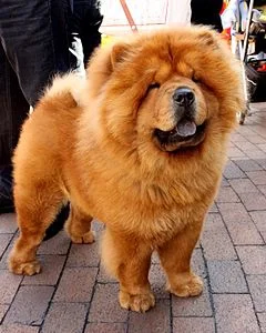 Namarin - @XsomX: 

Chow Chow poczuł się urażony.