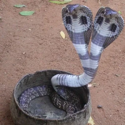 krejdd - @GrzyBeeeeeK: #!$%@?, po miniaturce myślałem, że to kobra.

Całkiem tanio ...