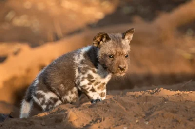 GraveDigger - Likaony, afrykańskie dzikie psy. Przepiękne zwierzęta.
#mikroreklama #...