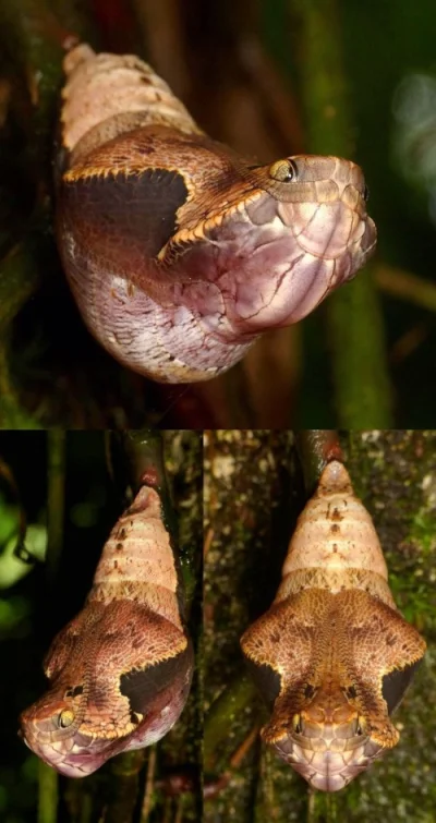 likk - poczwarka motyla, występującego na Trynidadzie, z gatunku Dynastor darius (eng...