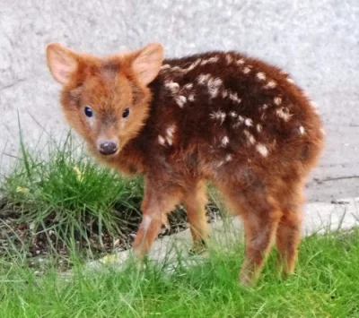 lukaszwasyl - #smiesznypiesek #pudu #jelen #natura