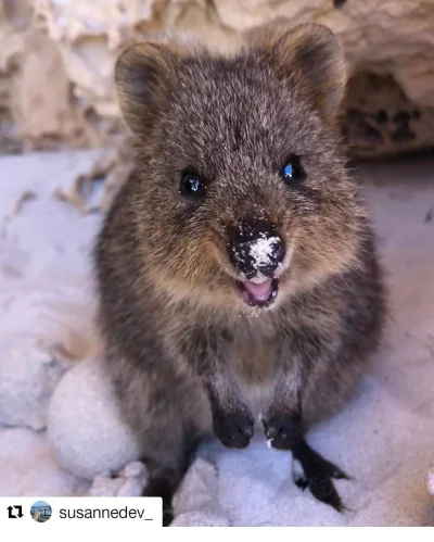 mfek00 - A nosek umorusany ʕ•ᴥ•ʔ
#quokka #quokkanadzis #zwierzaczki