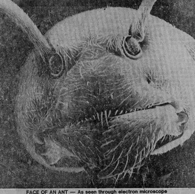 enforcer - Głowa mrówki, zdjęcie z mikroskopu elektronowego.
#ciekawostki #zwierzeta ...