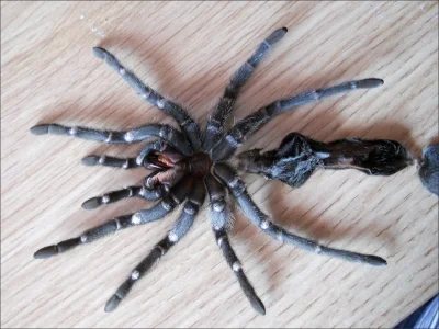 AnonimoweMirkoWyznania - Anonim: kup sobie takiego pająka i go wychować xd, będzie ci...