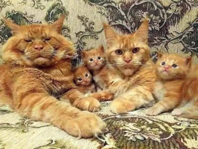Gorbo2004 - Rodzina w komplecie

#koty
#zwierzaczki