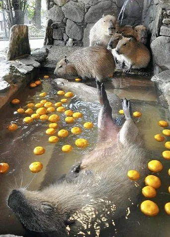 l-da - pan kapibar z rodziną na wakacjach
#zwierzęta #natura #kapibary #zdjęcia #fot...