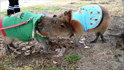 likk - psy jak to psy, śmieszne są 

#smiesznypiesek #kapibarysazajebiste #kapibara...