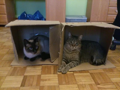 biuna - @integra: Bo koty okupują swoje nowe "mieszkanka" !:D