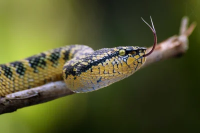 likk - siakaś ładna żmija



#zwierzeta #gady #wonsze #viperidae



fot. rooswandy ju...